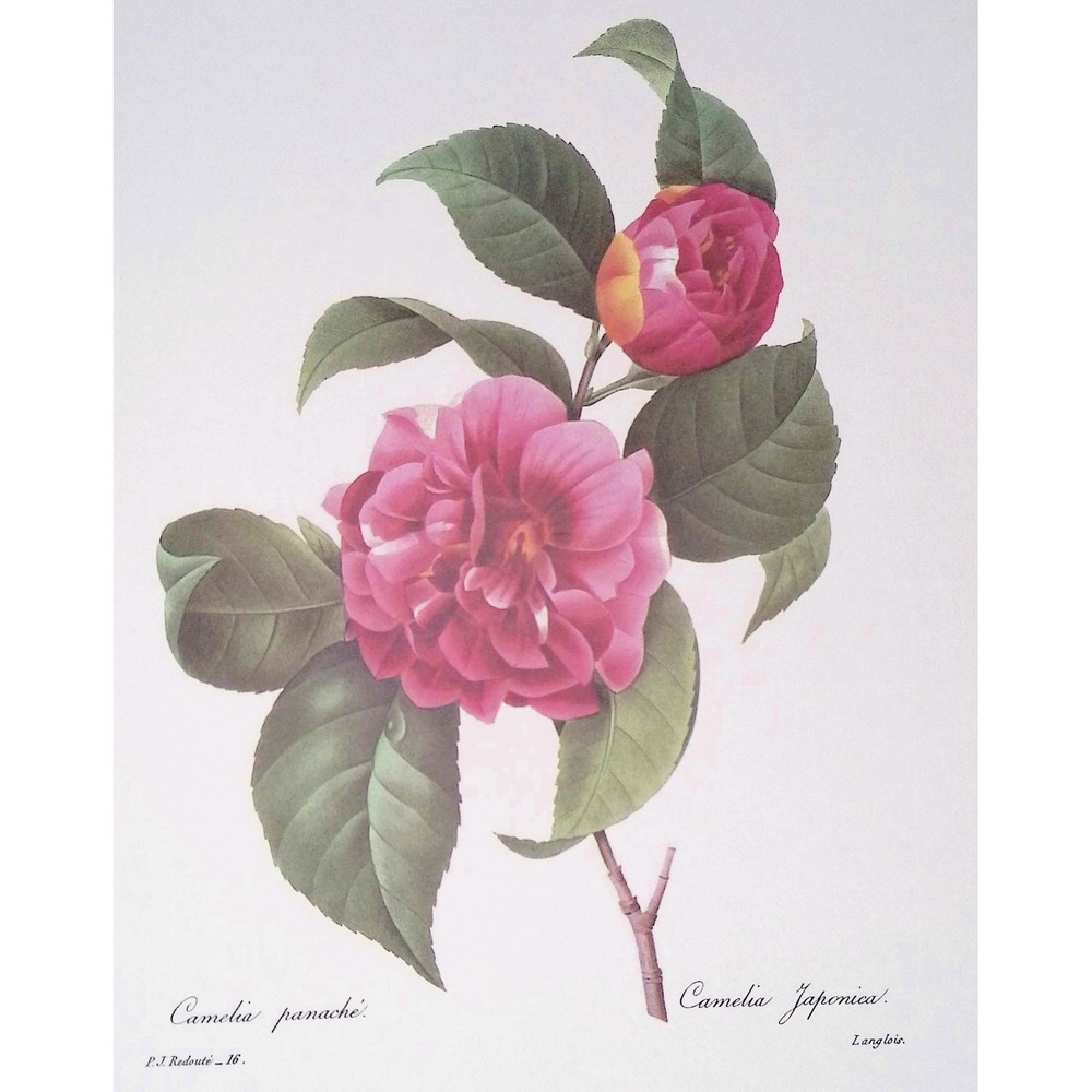 P.J. Redouté Camellia Japonica Botanical Book Plate Pink Flower Floral 11x14